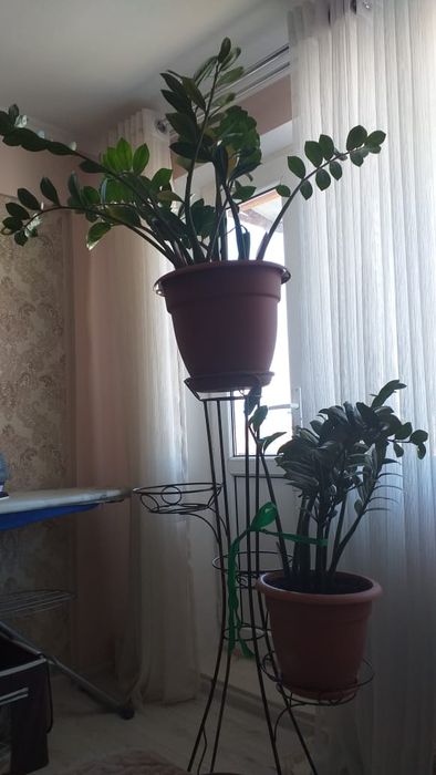 Цветок долларовое дерево