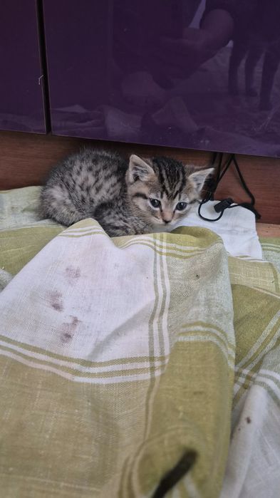 Котята ищут дом!
