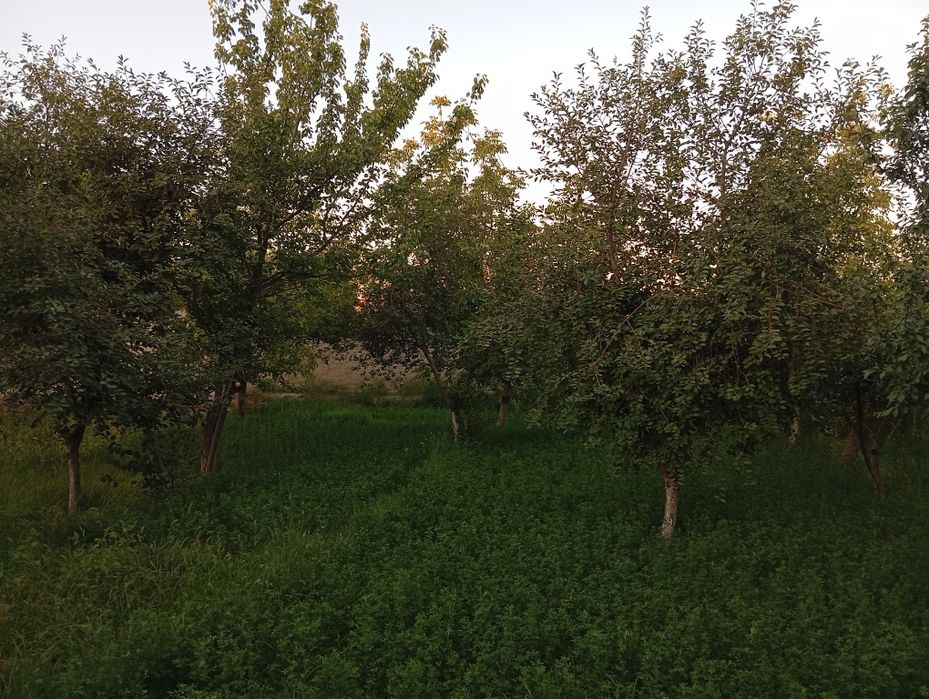 Ховли сотилади 8 сутиг Аргун стоп маркетдан утиб закаждан чапга