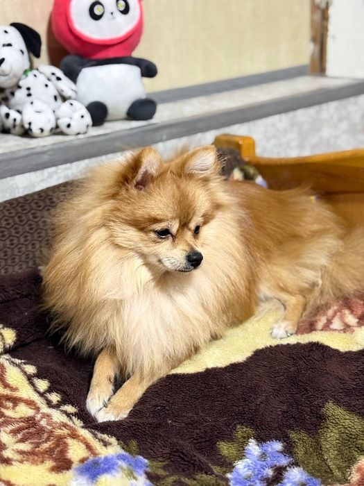 Придлогаю на вязку помиранкого шпица