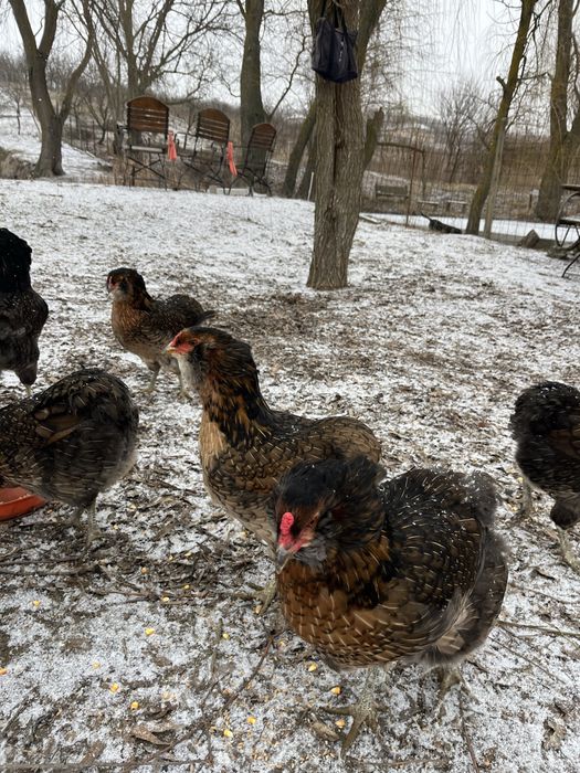 Oua araucana potarnichiu salbatic