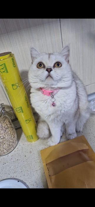 Котёнок скотиш страйт