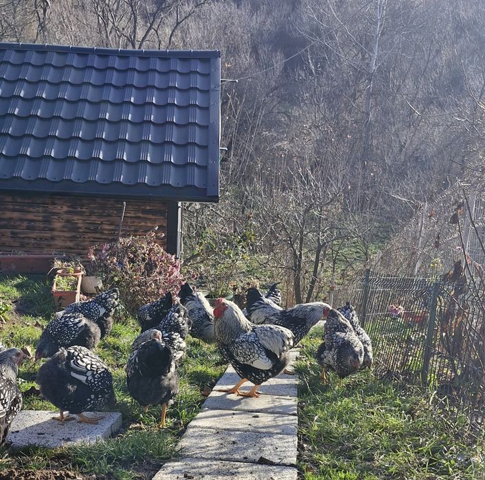 Pasari de fasa wiandote