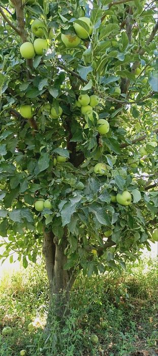 Олма сотилади голдин