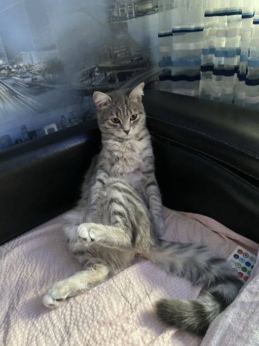 Отдам кошку в хорошие руки