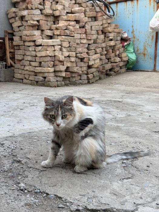 Бесплатно Кошка стерилизованная