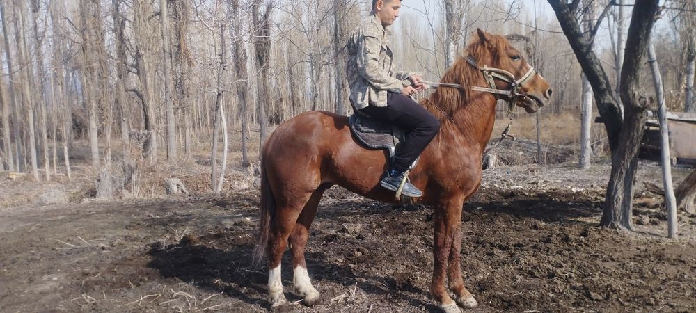 От сотилади зудлик Билан