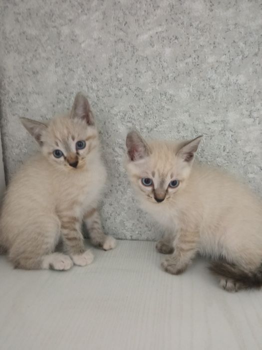 Отдам котят в добрые руки
