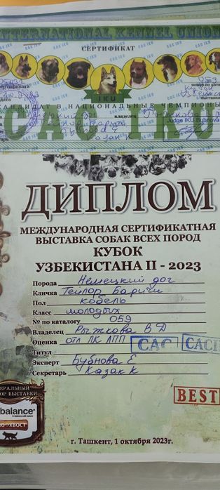 Немецкий ДОГ (вязка)