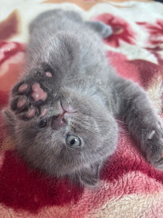 Шотландский котенок