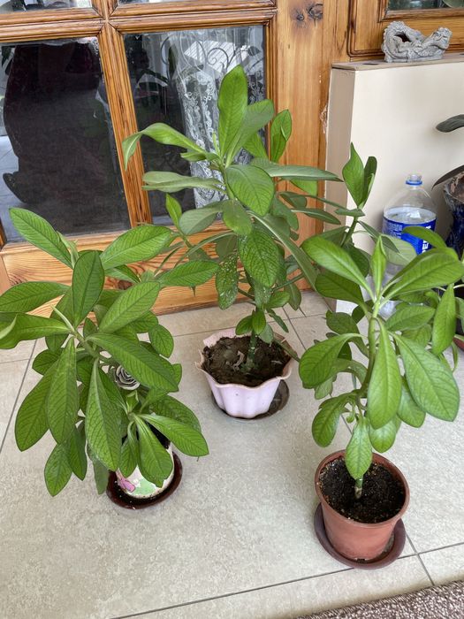 Фикусы, вьюны, молочаи, кактусы