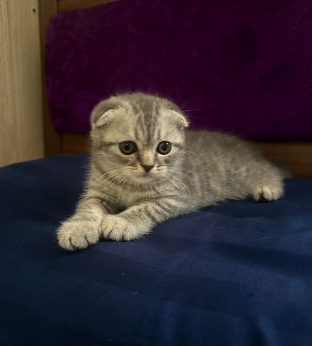 Продам шотладских котят