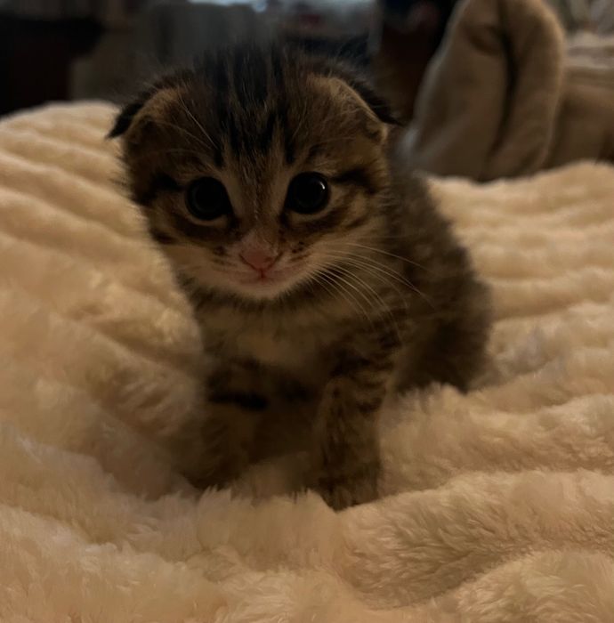 2 котенка в добрые руки