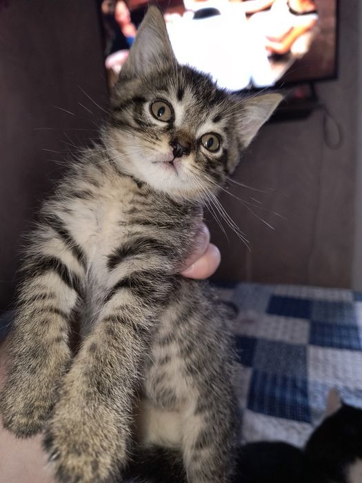 Отдам котят в хорошие руки