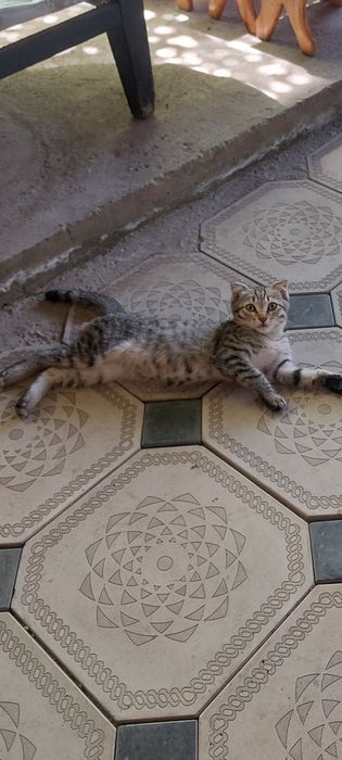 Отдам котёнка вислаухий