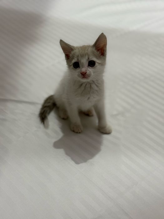 Отдам котенка бесплатно