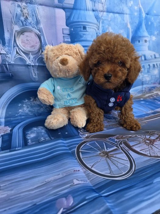 Мини пудел момче