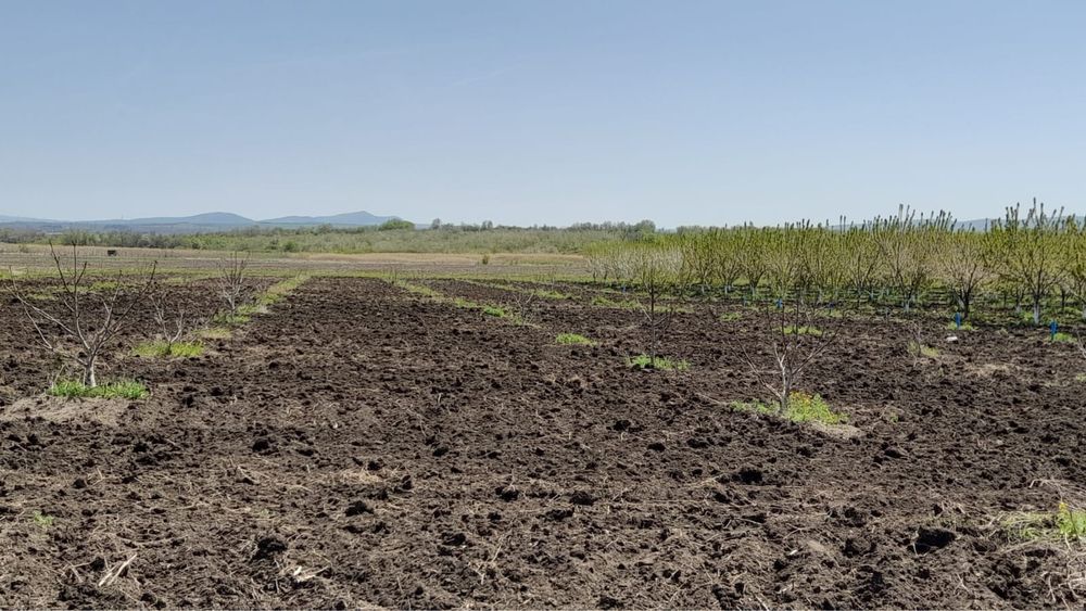 Овощна градина 10дка