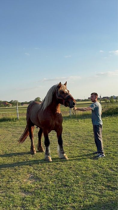 Armăsar Comtois disponibil ptr  Montă Jud: Satu Mare