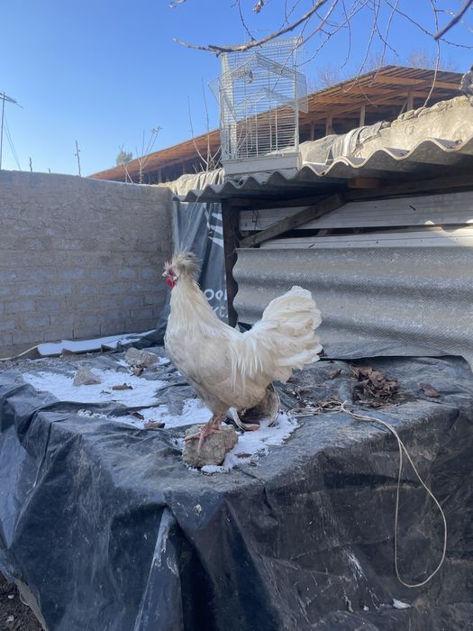 Xo’rozla jaydari,brama