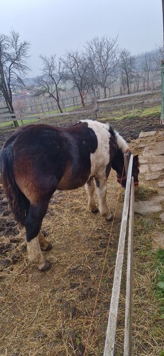 Manz tarcat de 7 luni