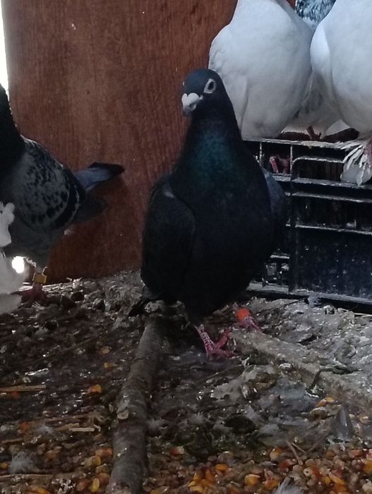 Vând 10 porumbei voiajori