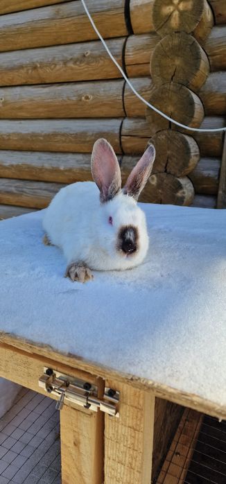 Продам кроликов 3самки 1 самец