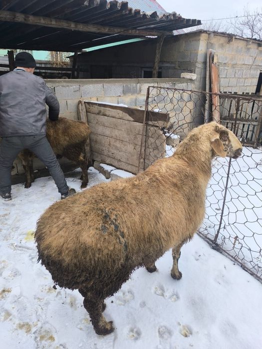 Еркек қой .семіз қой