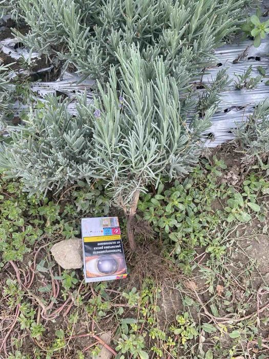 Лавандула разсад