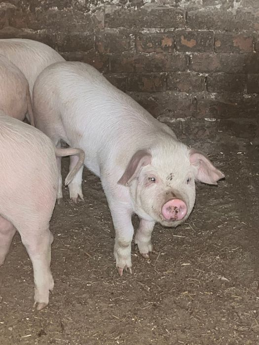 Домашни прасенца