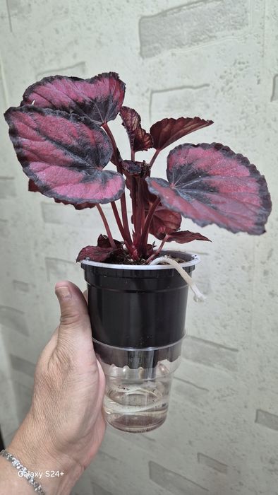 Бегония королевская Red Kiss
