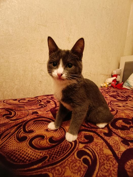 Котята отдам даром