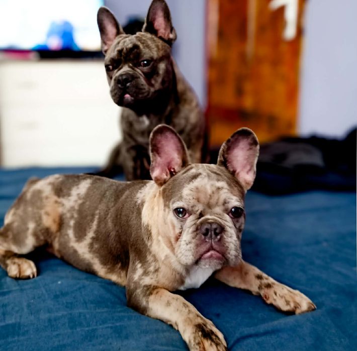 Френски Булдог бебета