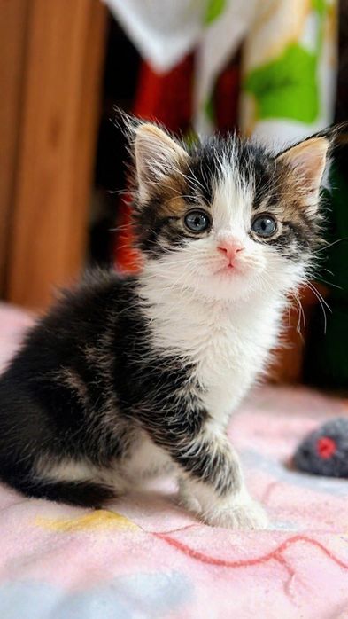 Котята ищут семью. Девочки