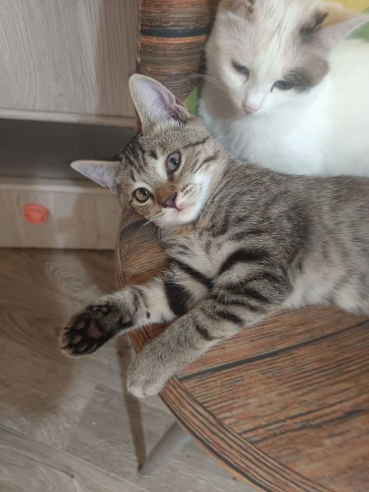 Отдам очень хорошие ручки котят