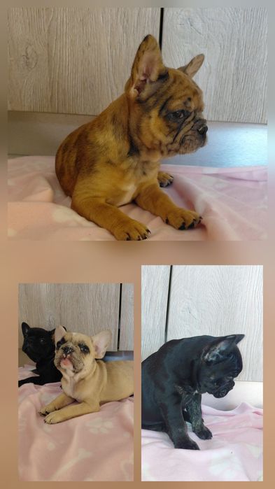 Френски булдог/булдочета