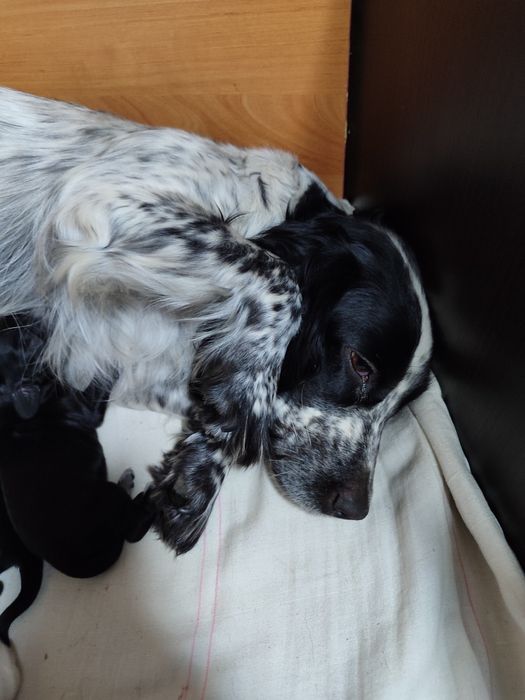 Продам щенят спаниеля родились 14 декабря