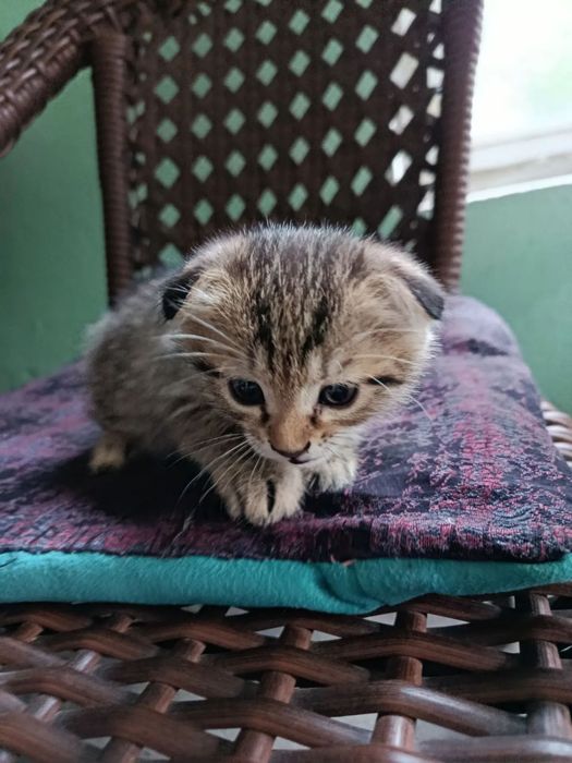 Продам котят веслоухие
