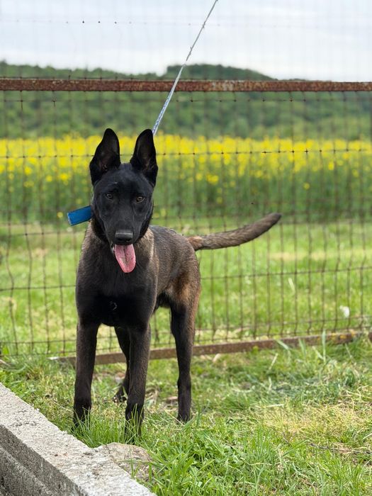 Mascul Ciobanesc Belgian Malinois