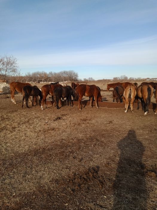Фермерское хозяйство