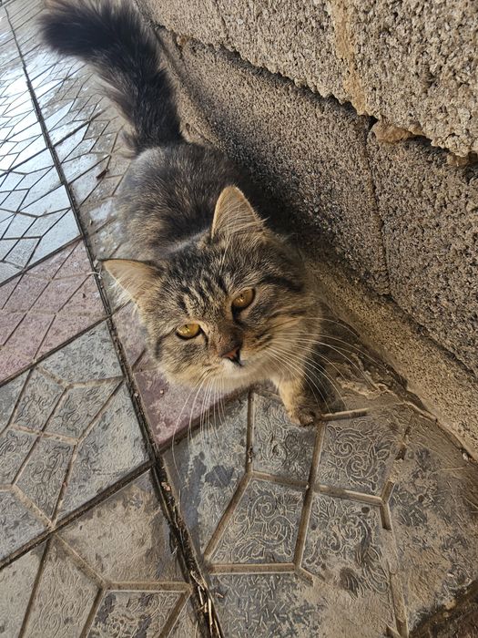 Sibir mushugi juda yuvosh odamga organgan