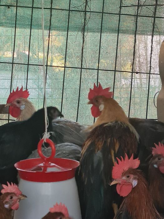 Vând cocosi tineri  din rasa italiana  arginti .potarnichi și perlat