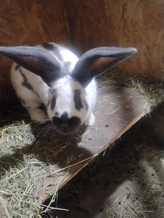 Uriaș pestriț german