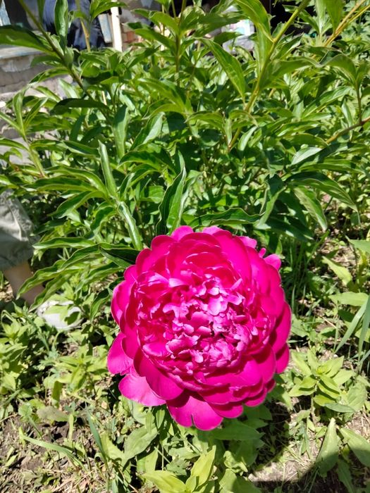 Дача продаётся оптимист(бывшая Литейшик)