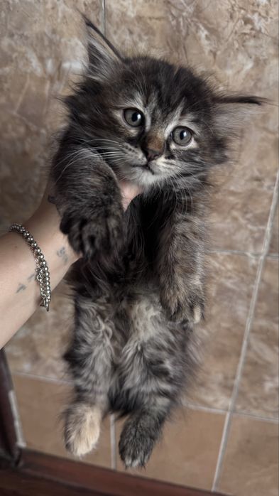 Отдам котят очень ласковых