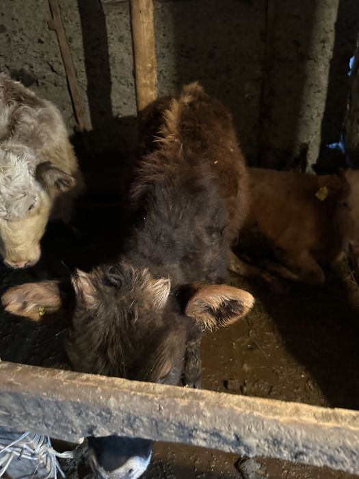 Продам телят бычки, талочки