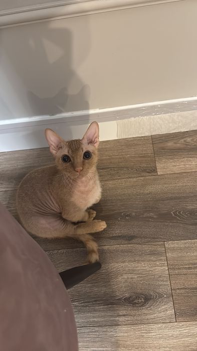 Продам котенка сфинкс