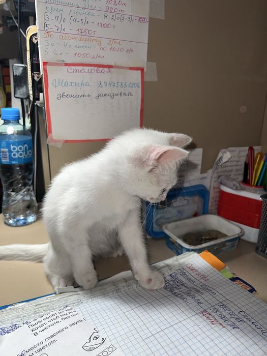 Отдам котенка в добрые руки