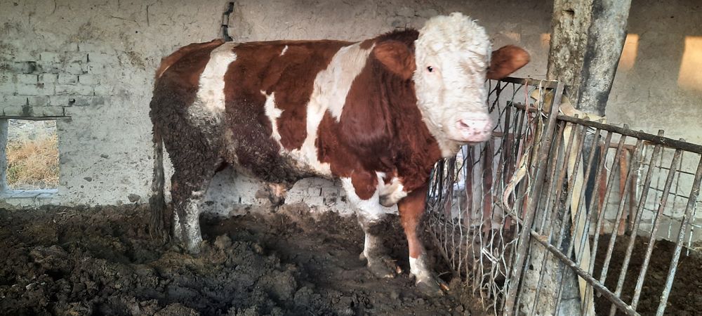 Соглом сментал юуккамиз сотилади