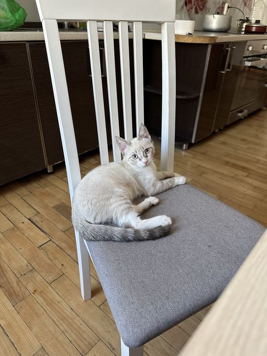 Отдам даром кота 2 месяца